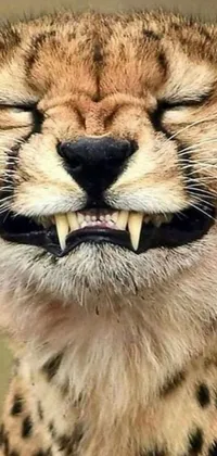 This live wallpaper features a close-up of a cheetah with its mouth open and sumatraism pattern, conjuring a sinister feeling