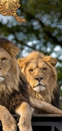 This intriguing live phone wallpaper showcases two majestic lions perched atop a wooden fence