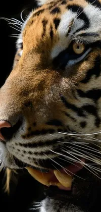 Looking for a stunning live wallpaper that will make your phone screen come alive? Check out this incredible 4K close-up portrait of a tiger's face with mouth open, featuring every detail of the tiger's fur and sharp teeth