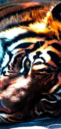 Get up close and personal with a beautiful tiger with this live wallpaper