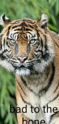 This phone live wallpaper features a captivating close-up of a tiger, captured in intricate detail