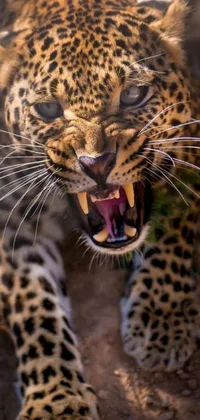 Looking for a fierce live wallpaper for your phone? Look no further than this stunning image of an angry leopard with its mouth open