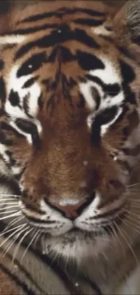 This phone live wallpaper features a detailed close-up of a ferocious tiger gazing directly into the camera