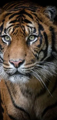 This live phone wallpaper showcases a captivating close-up of a tiger in the dark
