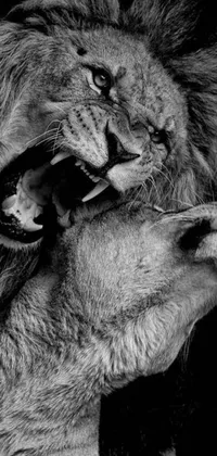 This phone live wallpaper showcases a breathtaking black and white photograph of two lions in an intimate and intense moment