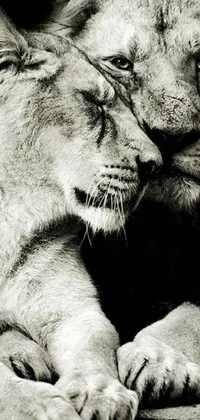 This live wallpaper showcases a captivating image of two lions sharing a romantic moment