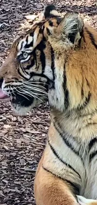 This tiger live wallpaper showcases a stunning close-up of a young tiger with ribbed paws and a textured fur as it licks its tongue