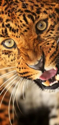 This exquisite live wallpaper depicts a close-up of an anguished leopard in hyper-realistic 4K resolution