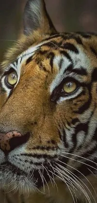This phone wallpaper features the close up of a fierce tiger's face with a blurry background