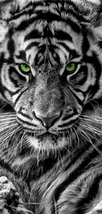 Experience the raw power and beauty of a majestic tiger with this stunning black and white phone live wallpaper