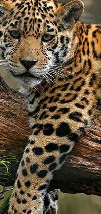 This leopard live wallpaper features a photorealistic painting of a peruvian-looking leopard