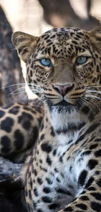 This phone live wallpaper features a close-up portrait of a leopard against a blurred background