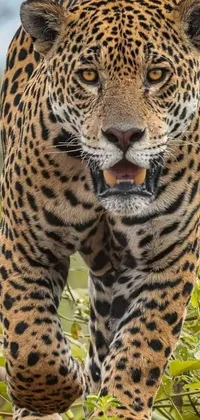 Experience the wild beauty of a lush green forest with this stunning phone live wallpaper! The realistic image captures a powerful leopard walking majestically through the Peruvian wilderness, its eyes locked on something just out of view