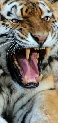 This phone live wallpaper features a stunning close-up of a tiger roaring with its mouth open, displaying its sharp teeth and claws