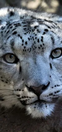 This stunning live wallpaper showcases a close-up portrait of a snow leopard