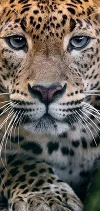 This stunning phone live wallpaper features a close-up photograph of a leopard, captured with incredible detail and quality by photographer Dietmar Damerau