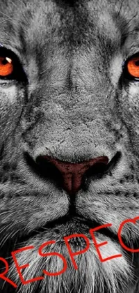 Enhance your phone screen with a captivating live wallpaper featuring an intense black and white photograph of a powerful roaring lion with red eyes