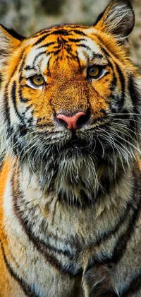 Get mesmerized by the stunning tiger live wallpaper! The portrait captures a majestic tiger's innocent expression looking straight into the camera