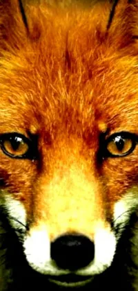 Transform your phone's wallpaper with this close-up image of a red fox's face