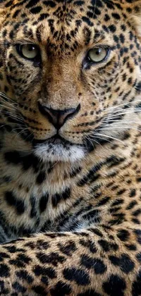 Get up close and personal with a stunning leopard in this realistic live wallpaper