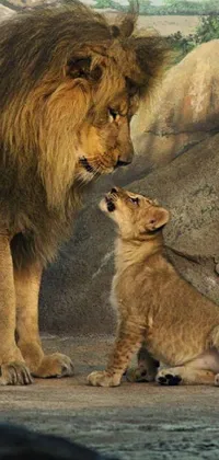 This lion couple live wallpaper depicts a cute and cuddly scene of two wild lions standing side by side, with a male lion showcasing his fatherly and protective nature
