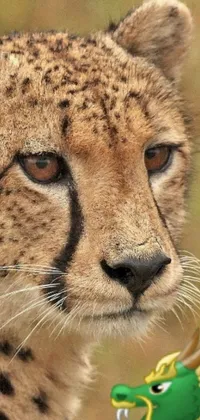 This phone live wallpaper showcases a stunning portrait of a cheetah with a caracal head, intently staring at a toy fish