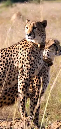 The cheetah live wallpaper showcases two graceful animals standing side by side in the savannah