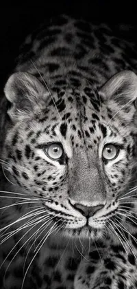 This live wallpaper for your phone features a realistic black and white photograph of a leopard