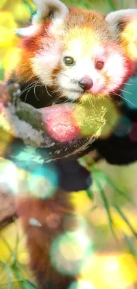 This live wallpaper depicts an adorable red panda on a tree branch against a colorful tie-dye background