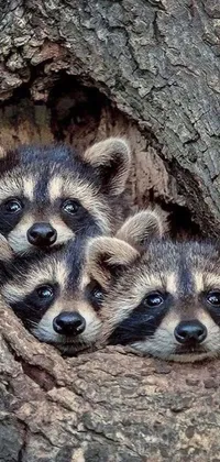 This phone live wallpaper showcases three raccoons peering out from a hollow tree, surrounded by a beautiful natural landscape