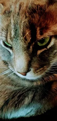 This phone live wallpaper offers a stunning portrait of a cat with a fierce expression, captured in vivid 4K detail with an iPhone 14 Pro camera