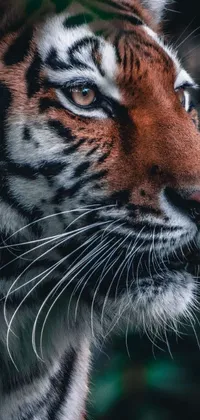 This phone live wallpaper features a magnificent close up portrait of a tiger's face against a blurred natural background in 8k HD quality
