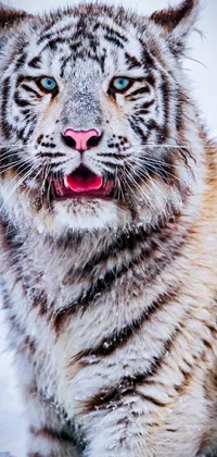 This phone live wallpaper captures the striking image of a snow-covered tiger, with vivid blue eyes, roaming through the wilderness