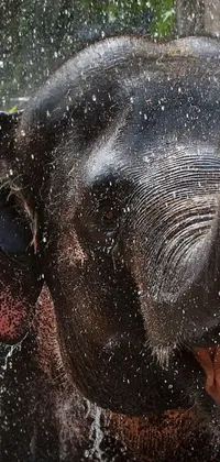 This phone live wallpaper showcases a beautiful image of an elephant enjoying a refreshing shower
