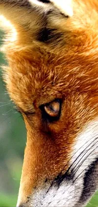 Discover the breathtaking profile view of a red fox's face on this live wallpaper for your phone