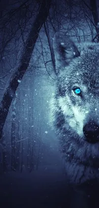 Looking for a stunning phone wallpaper? Look no further than this live wallpaper featuring a majestic blue-eyed wolf standing in snowy landscape enveloped by glowing blue lights