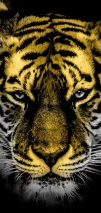 This close-up tiger face phone live wallpaper features a digital rendering of a tiger on a black background