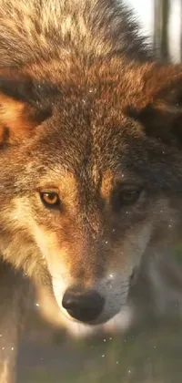 Looking for a stunning live wallpaper for your phone? Check out this highly rendered and realistic image of a wolf, captured using footage and unreal engine 5