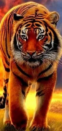 This lively phone wallpaper showcases an image of a powerful tiger sauntering across a field of lush green grass
