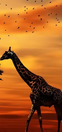 Enjoy a stunning digital art wallpaper of a giraffe walking across a grassy field at sunset