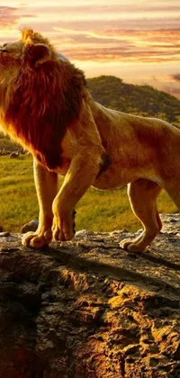This captivating live phone wallpaper showcases a lion standing on a rock in exceptional detail