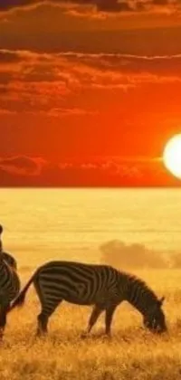This beautiful live wallpaper features a herd of majestic zebras standing on a lush, grassy field with a stunning sunset in the background