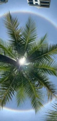 This phone live wallpaper showcases a palm tree with a halo under a vibrant sky