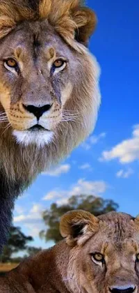 This stunning phone live wallpaper shows two lions standing together in a scenic savannah landscape