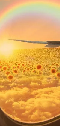 This phone live wallpaper depicts a field of sunflowers and rainbow in the sky seen from an airplane at takeoff