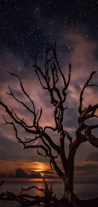 This enchanting live phone wallpaper features a tall, twisted tree standing on a beach under a moonlit sky