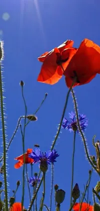 Nature Corn Poppy Flower Live Wallpaper