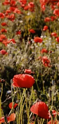 Transform your phone's screen into a vibrant field of red poppies with this live wallpaper
