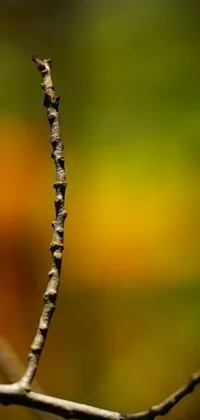 Nature Droplet Branch Live Wallpaper
