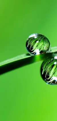 Adorn your screen with a beautiful live wallpaper featuring a macro photograph of three water droplets settled on a blade of grass